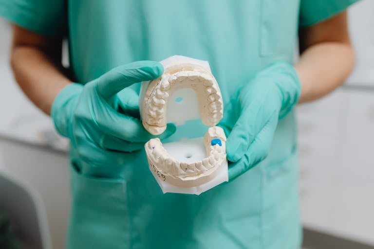 Dentist holding a detailed dental model, showcasing dental anatomy and care.